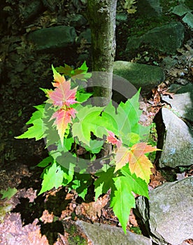 A bush of acer ukurunduense changing color in autumn