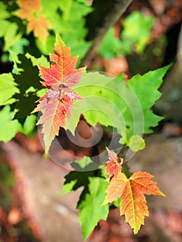 A bush of acer ukurunduense changing color in autumn