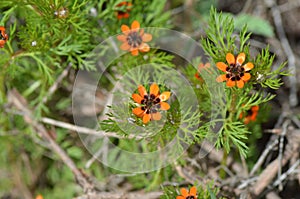 A bush of Adonis flower known as Pheasant`s-eye