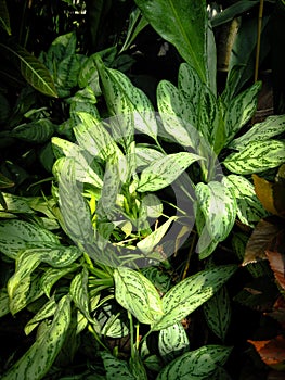 Bush Aglaonema Commutatum Or Aglaonema Schott In The Sunlights