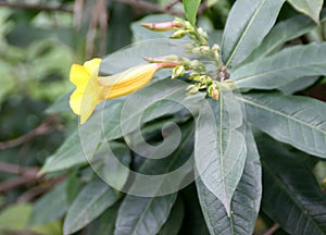 Bush Allamanda, Allamanda schottii, ornamenta shrub photo