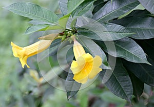 Bush Allamanda, Allamanda schottii, ornamenta shrub