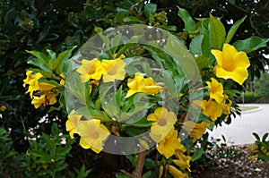Bush Allamanda Schottii