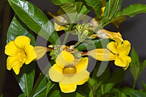 Bush Allamanda Schottii