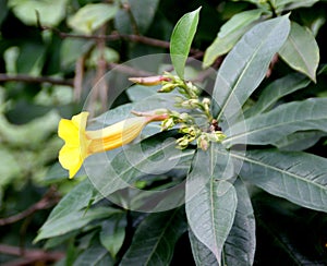 Bush Allamanda, Allamanda schottii, ornamenta shrub photo