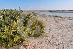 Bush along the desert road. Namibe. Angola. photo