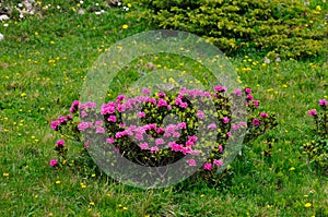 Bush of alpenrose (Rhododendron ferrugineum)