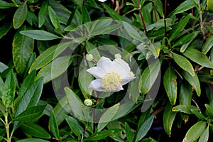 Bush Anemone, Carpenteria californica, California native shrub photo