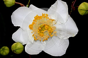 Bush Anemone, Carpenteria californica, California native shrub