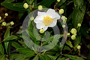 Bush Anemone, Carpenteria californica, California native shrub