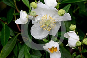 Bush Anemone, Carpenteria californica, California native shrub photo