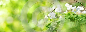 Bush anemones with green spring background