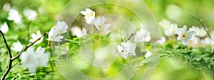 Bush anemones with green spring background