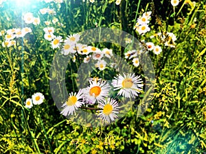 A bush of Annual fleabane wild flowers blooming