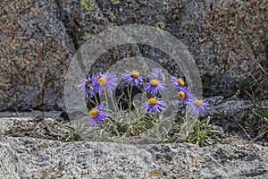 Bush aster Vvedensky Aster vvedensky.