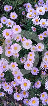 A bush of autumn asters