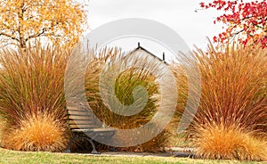 Bush. Autumn. Bench. Park. Color