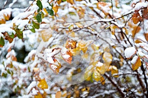A bush with autumn yellow leaves under snow in close-up. The first snow. Natural background