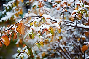 A bush with autumn yellow leaves under snow in close-up. Natural background