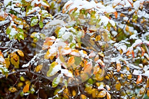 A bush with autumn yellow leaves under snow in close-up. Natural background