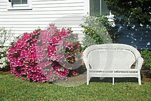 Bush of Azaleas next to wicker love seat, Beaufort, SC