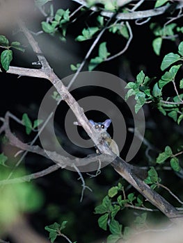 Bush Baby (Galago sp.) in South Africa