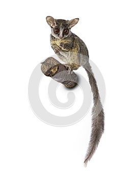 Bush Baby on white background