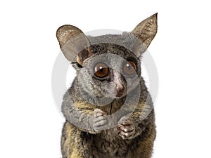 Bush Baby on white background