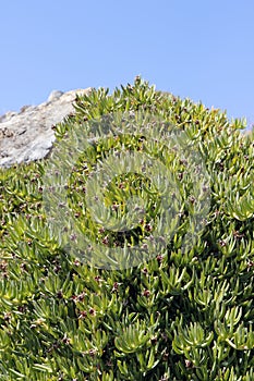 Bush on the background of rocks and sky