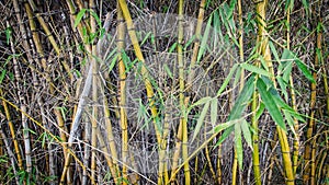 A bush of bamboo