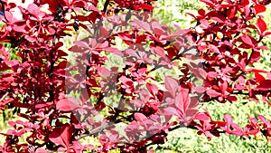 The bush of a barberry  Red Rocket with red leaves