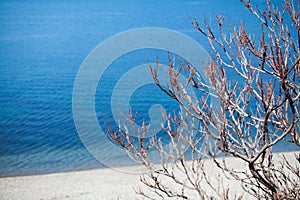 The Bush on the beach near the water