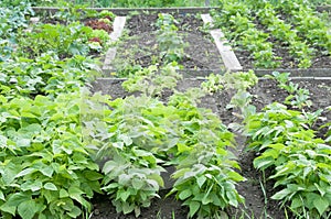 Bush beans on a patch