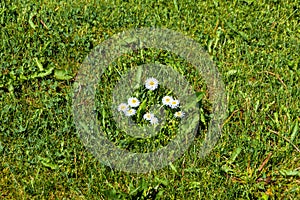 a bush of beautiful daisies grows under the rays of the summer sun among a mowed lawn