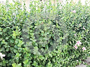 A bush of beautiful festive pink colorful violet natural gentle bright flowers with a wall with petals against the background of g