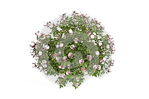 A bush of beautiful pink roses on white background
