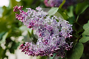 A bush of beautiful purple blooming lilac in the yard. Spring flowering shrubs