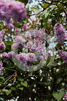 A bush of beautiful purple blooming lilac in the yard. Spring flowering shrubs