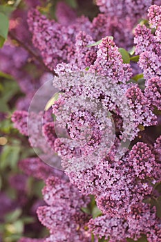 A bush of beautiful purple fragrant lilac.