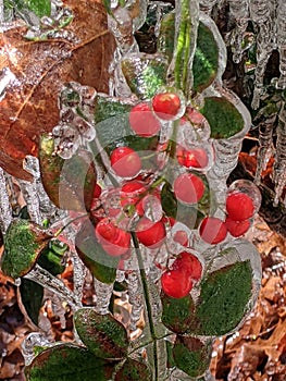 A bush and berries covered with ice