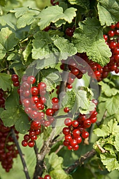 Bush with berries of a red currant