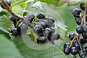 On the bush berries are ripe currant