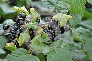 On the bush berries are ripe currant