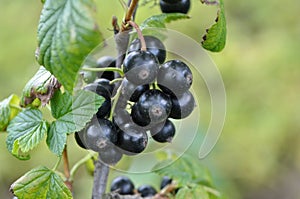 On the bush berries are ripe currant