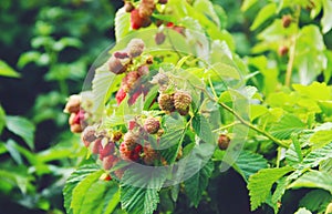 A bush of a big raspberry.