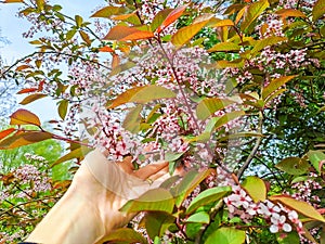 Bush of Bird-cherry tree blooming in springtime.Pink flowers of bird-cherry tree