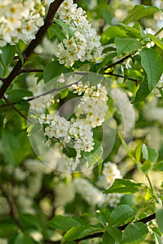 Bush of Bird-cherry tree blooming in the springtime. White flowers of bird-cherry tree.