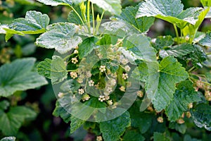 Bush of black currant with flowers in spring garden