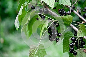 A Bush of a black currant with leaves and berries