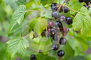 Bush of black currant with ripe bunches of berries and leaves on blurred natural green background